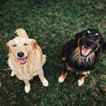 Two happy dogs looking up, smiling, sitting on a green grass field in an outdoor setting.
