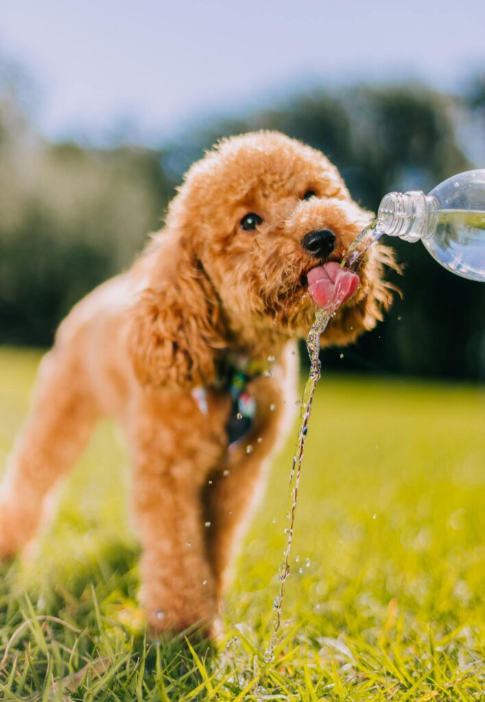 Adorable toy poodle quenching thirst from a bottle in a sunny park.