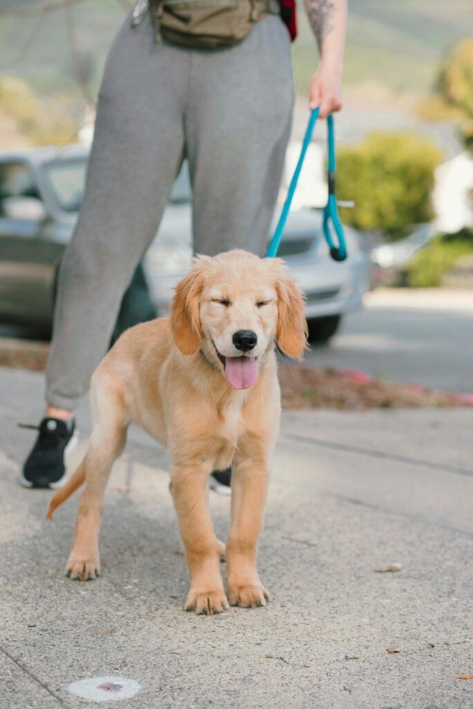 Cute golden retriever puppy on a leash during a sunny walk outdoors.